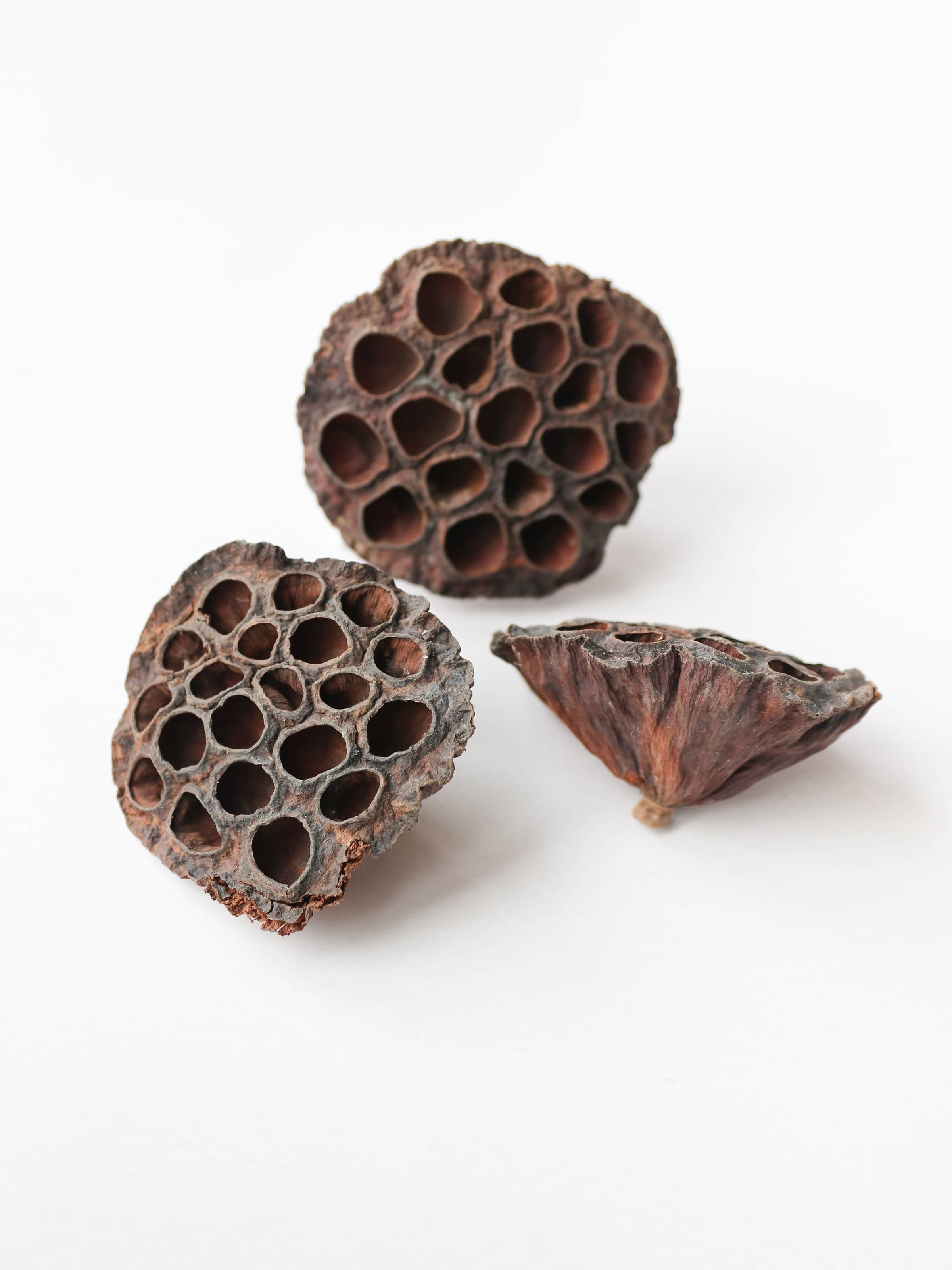 Three dried brown lotus seed pods for Christmas wreath making on a neutral background.