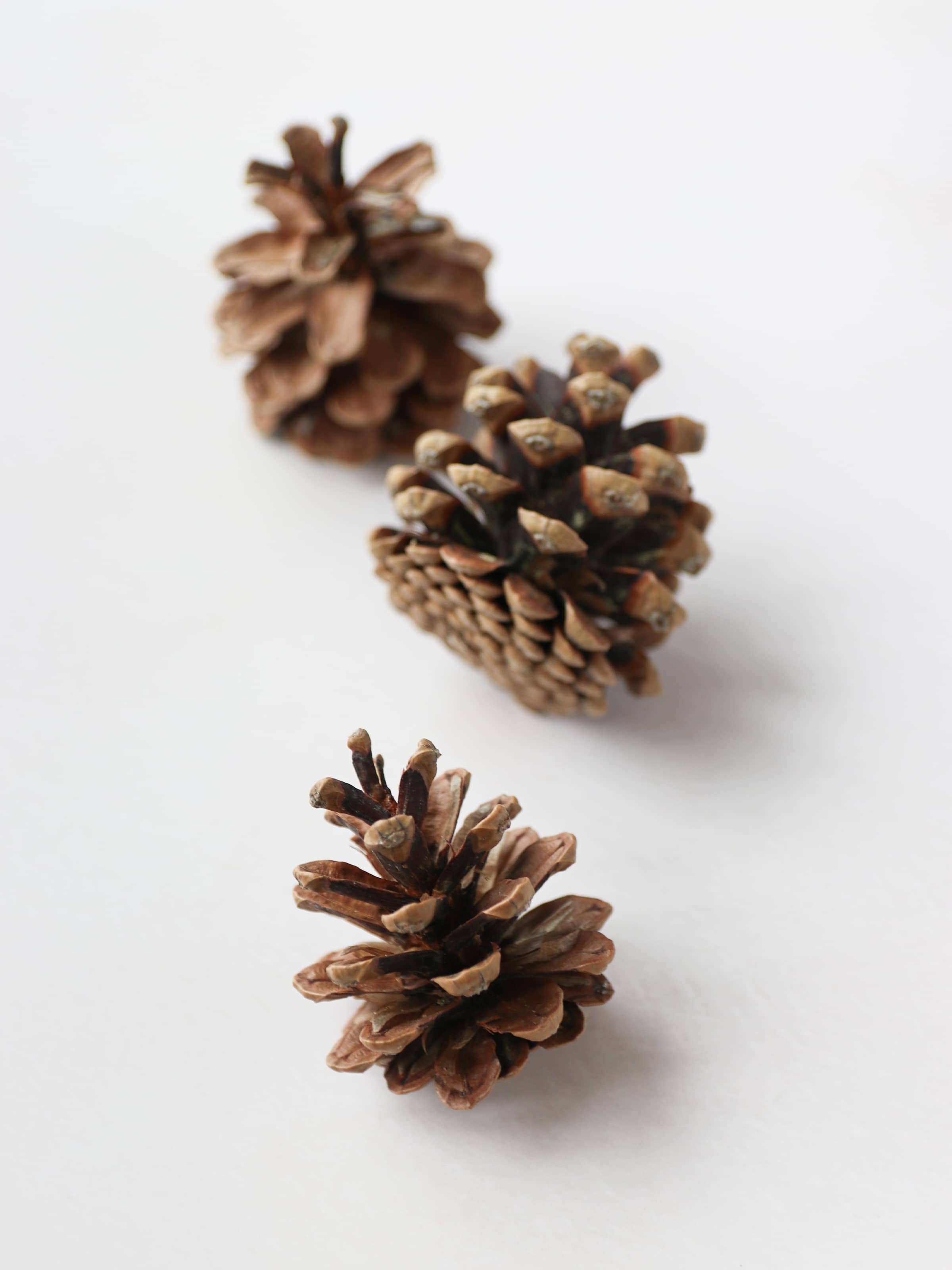 Three brown pine cones for Christmas wreath making on a white surface.