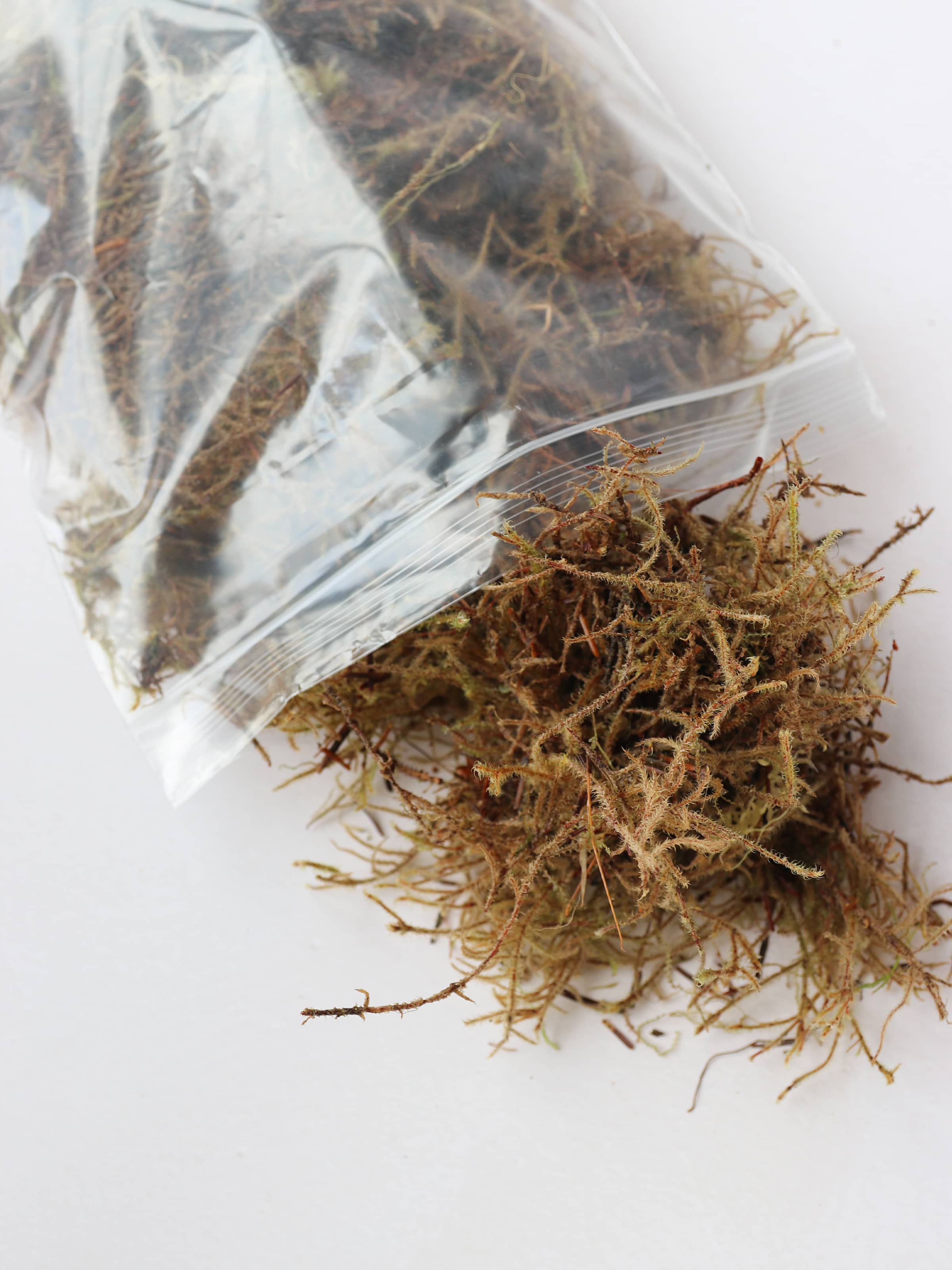 An open bag of sphagnum moss packaged in an air-tight plastic resealable bag. The bag has a branded Petals & Paperie sticker on the front and the moss is trailing out of the bag.